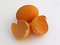 Eggshell 001.jpg