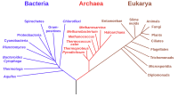 Phylogenetic tree.svg