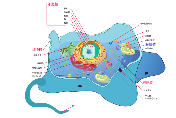 檔案:Animal cell structure zhtw.svg