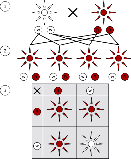 檔案:Mendelian inheritance.svg